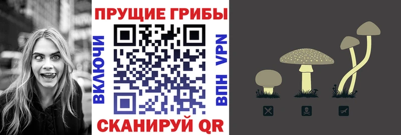 хочу Советский Псилоцибиновые грибы мицелий